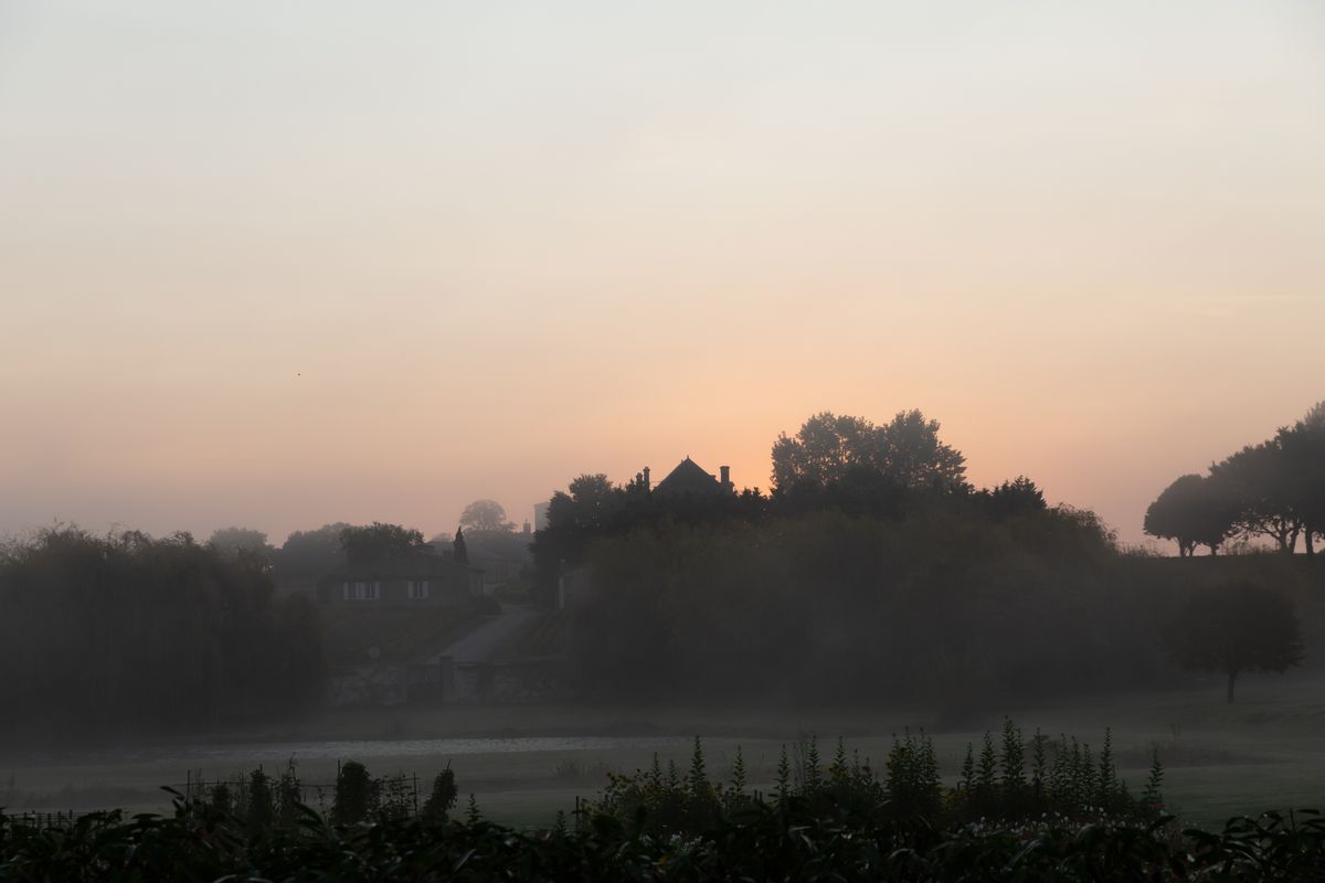 Weite Weinbergslandschaft mit parallelen Rebenreihen auf sanften Hügeln