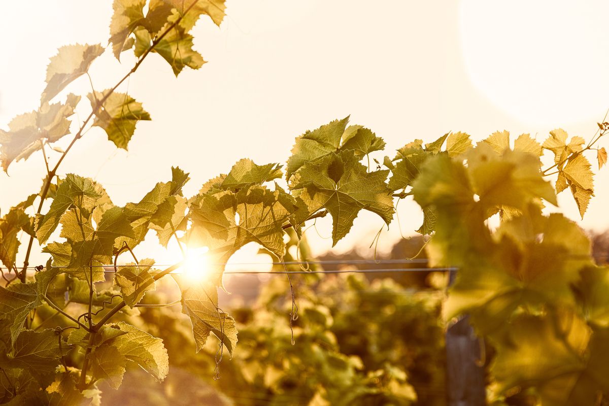 Weinreben im goldenen Gegenlicht bei Sonnenuntergang