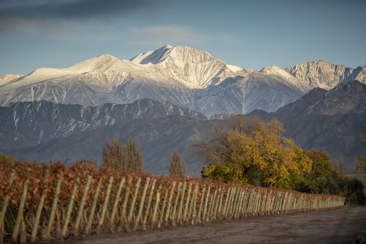 Bild von Cheval des Andes