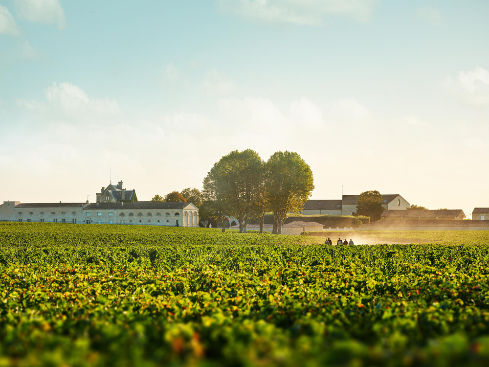 Bild von Chateau Mouton Rothschild