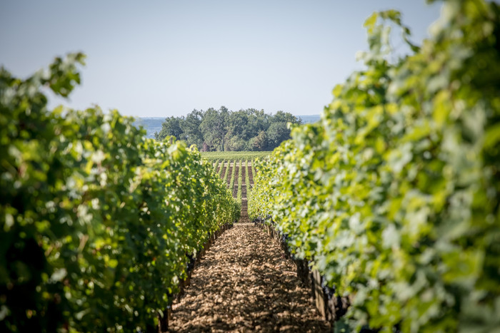 Chateau Troplong Mondot